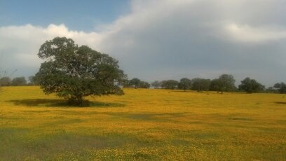 Texas Texas